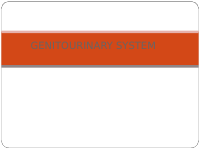 genito urinary system.pdf